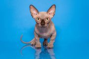 Фотосъемка котят сфинкса на стекле